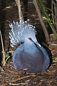 Victoria crowned pigeon, Goura victoria, Papua New Guinea