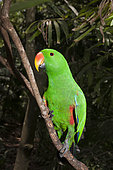 Eclectus Parrot (Eclectus roratus) male on a branch, Papua New Guinea