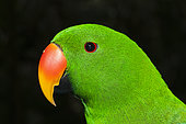 Eclectus Parrot (Eclectus roratus) male, Papua New Guinea