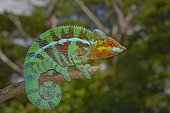 Panther chameleon (Furcifer pardalis), local form Ambanja, West Madagascar