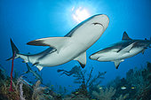 Caribbean reef shark (Carcharhinus perezi) swimming over the reef, in the Queen's Gardens National Park, Cuba