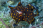 Painted frogfish (Antennarius pictus) juvenile with its characteristic black livery with yellow dots. Gangga Island, North Sulawesi, Indonesia