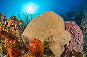 Fan shape of Branching Vase Sponge (Callyspongia vaginalis), in the Natural Marine Park of Martinique.