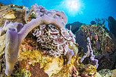 Social feather duster (Bispira brunnea) and Smooth tube sponge (Callyspongia fallax), Natural Marine Park of Martinique