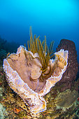 Azure Vase Sponge (Callyspongia plicifera), on reef, in the Natural Marine Park of Martinique.