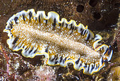 Newman's Flatworm (Maritigrella newmanae), in the Natural Marine Park of Martinique.