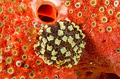 Ascidie sociale (Symplegma sp) sur Eponge perforante rouge (Cliona delitrix), dans le Parc naturel marin de Martinique.