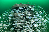 Shoal of Poutings (Trisopterus luscus), around a submerged artificial reef off the island of Oléron, Charente-Maritime, New-Aquitaine, France.