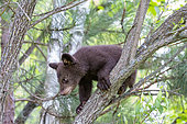Baby black bear (Ursus americanus), Minnesota, United States