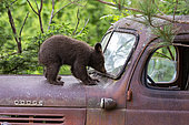 Baby black bear (Ursus americanus) on a old car, Minnesota, United States