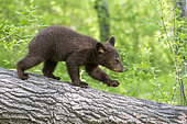 Baby black bear (Ursus americanus) on a trunk, Minnesota, United States
