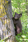 Baby black bear (Ursus americanus) on a trunk, Minnesota, United States