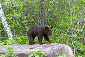 Baby black bear (Ursus americanus) on a rock, Minnesota, United States