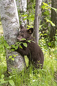 Baby black bear (Ursus americanus) on a trunk, Minnesota, United States