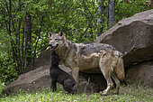 Grey Wolf (Canis lupus), adult with young, Minnesota, United Sates