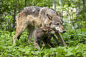 Grey Wolf (Canis lupus), adult with young, Minnesota, United Sates