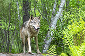 Grey Wolf (Canis lupus), adult, Minnesota, United Sates