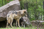 Grey Wolf (Canis lupus), adult with youngs, Minnesota, United Sates