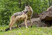 Grey Wolf (Canis lupus), adult, Minnesota, United Sates