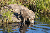 Grey Wolf (Canis lupus), Young going in water, Minnesota, United Sates