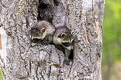 Raccoon (Procyon lotor) in a hole of a tree, captive, Minnesota, United Sates