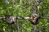 Raccoon (Procyon lotor) playing in a tree, captive, Minnesota, United Sates