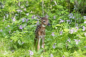 White tailed Deer (Odocoileus virginianus), baby, Minnesota, United States