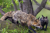 Red Fox (Vulpes vulpes), Adult with young, Minnesota, United Sates
