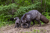 Silver Fox (Vulpes vulpes), Adult with young, Minnesota, United Sates