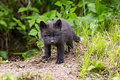 Silver Fox (Vulpes vulpes), young, Minnesota, United Sates
