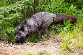 Silver Fox (Vulpes vulpes), Adult, Minnesota, United Sates