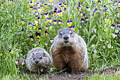 Groundhog or Woodchuck (Marmota monax) with young, Minnesota, United Sates