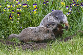 Groundhog or Woodchuck (Marmota monax) with youngs, Minnesota, United Sates