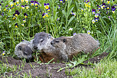 Groundhog or Woodchuck (Marmota monax) with youngs, Minnesota, United Sates