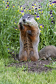 Groundhog or Woodchuck (Marmota monax) standing, Minnesota, United Sates