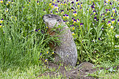 Groundhog or Woodchuck (Marmota monax) standing, Minnesota, United Sates