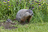 Groundhog or Woodchuck (Marmota monax) near burrow, Minnesota, United Sates