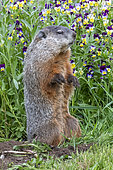 Groundhog or Woodchuck (Marmota monax) standing, Minnesota, United Sates