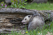 Virginia opossum or North American opossum (Didelphis virginiana), Minnesota, United Sates