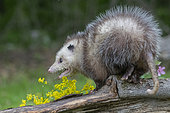 Virginia opossum or North American opossum (Didelphis virginiana), Minnesota, United Sates