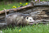 Virginia opossum or North American opossum (Didelphis virginiana), Minnesota, United Sates