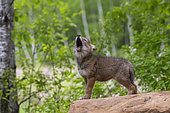 Coyote (Canis latrans), Young, Howling,Minnesota, United States,
