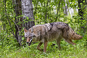 Coyote (Canis latrans), Adult, Minnesota, United States,