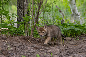Coyote (Canis latrans), young, Minnesota, United States,