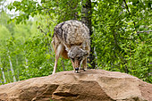 Coyote (Canis latrans), Adult, Minnesota, United States,