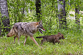 Coyote (Canis latrans), Adult and young, Minnesota, United States,