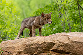 Coyote (Canis latrans), Young, Minnesota, United States,