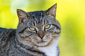 Domestic cat (Catus domesticus) portrait, Minnesota, United States