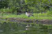 Canada Goose (Branta canadensis), Minnesota, United States