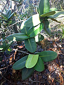Endemic Garcinia (Garcinia amplexicaulis), Prony Bay, New Caledonia